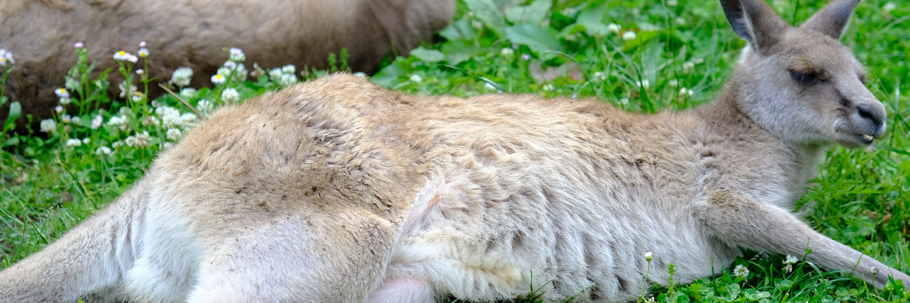 ふるどのしんた