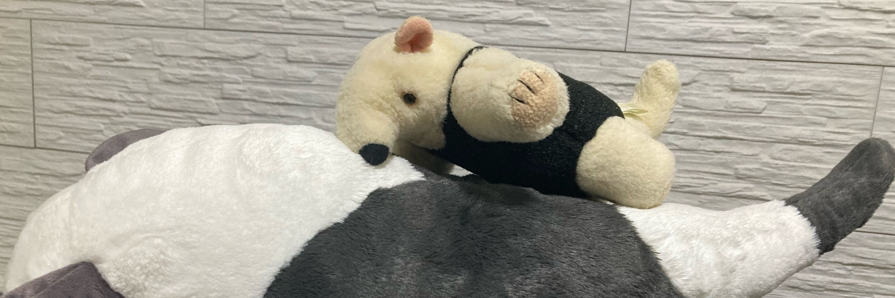 つのはﾈｺﾁｬﾝ
