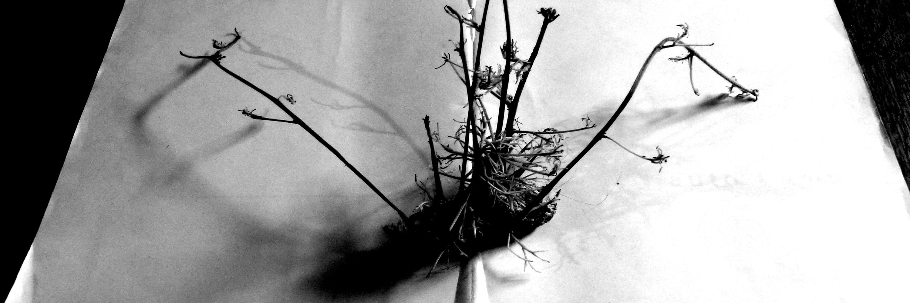 Isabelle Borsus