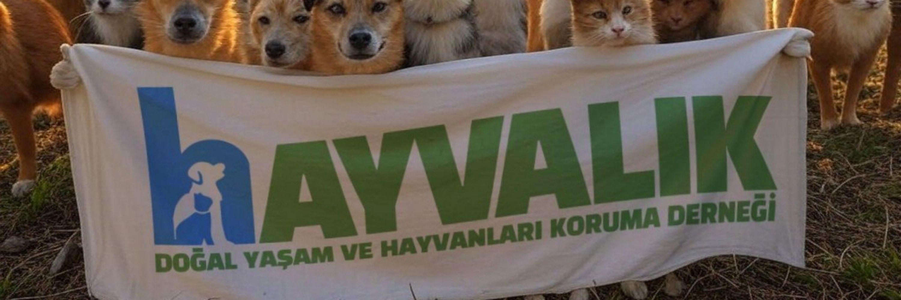HAYVALIK.ORG
