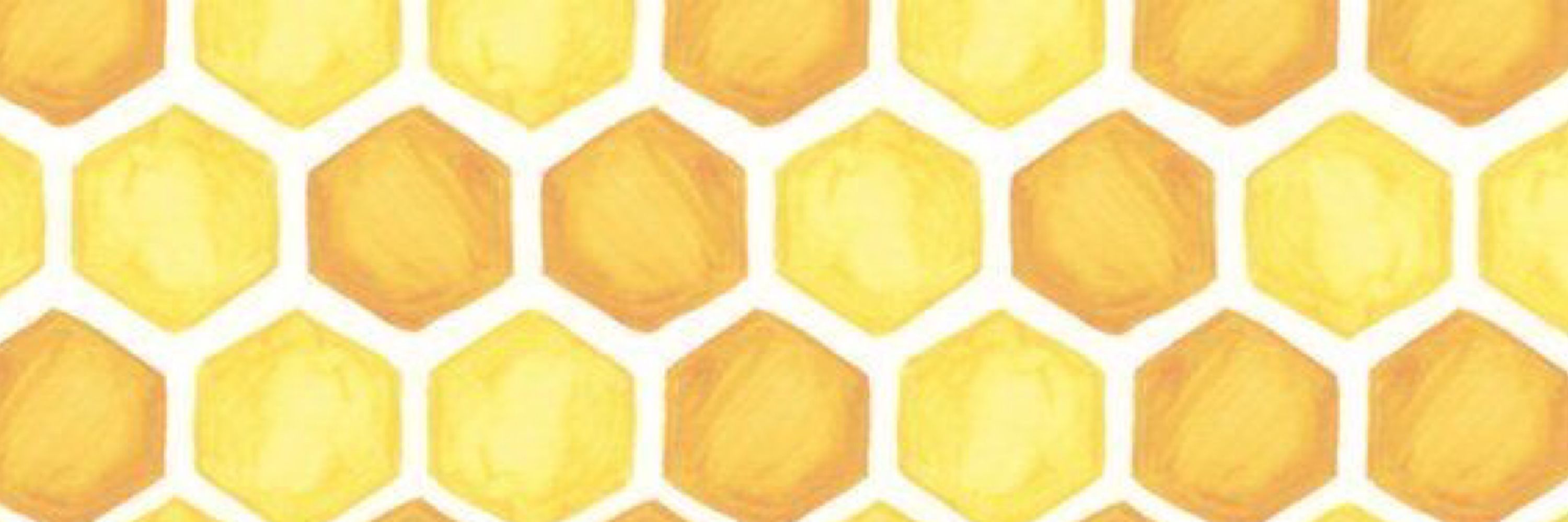 kota 🐝