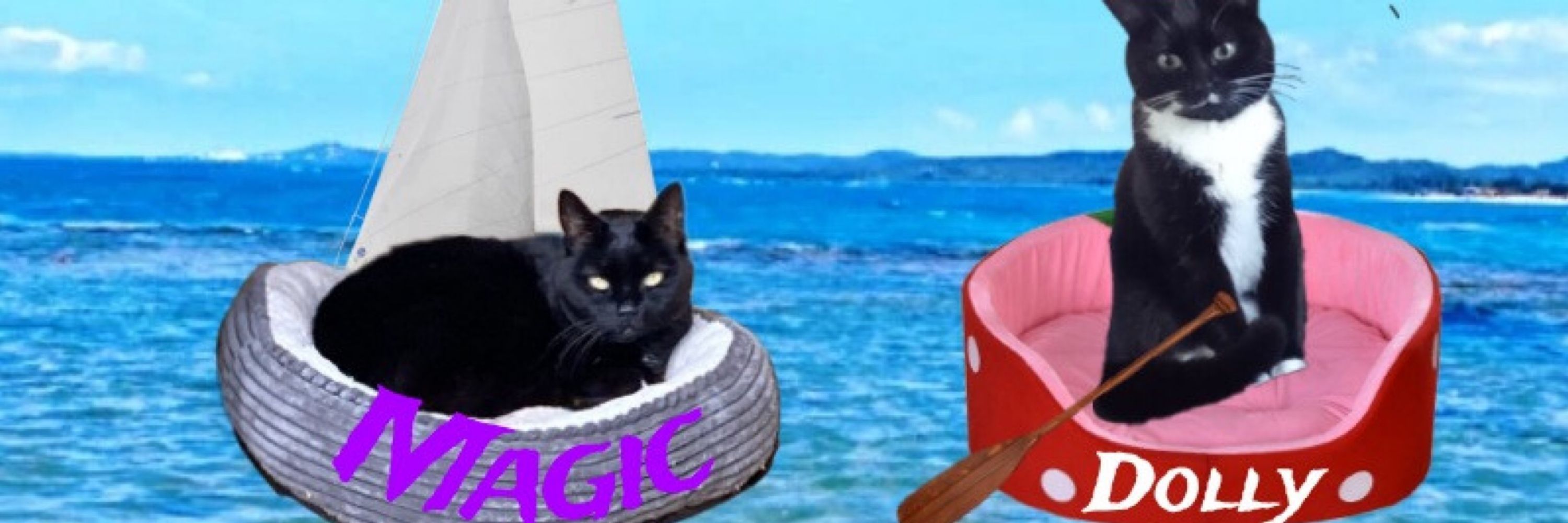 🖤🩷Magic ✨ Panfur🩷🖤