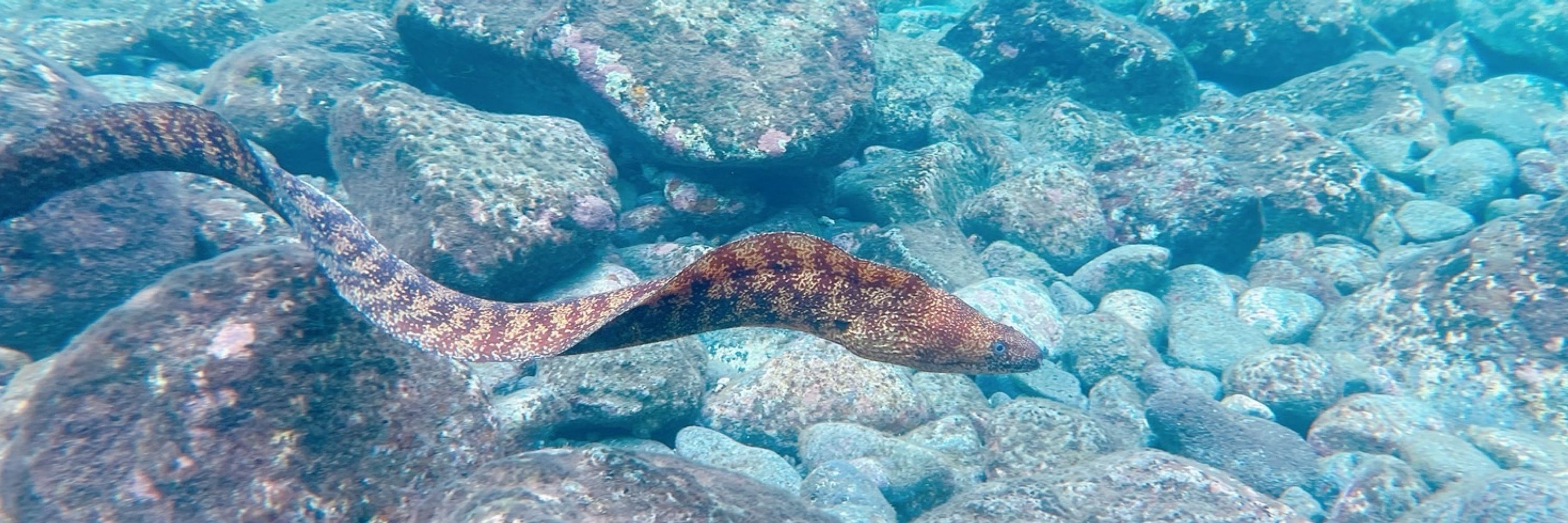 鯨川リョウ