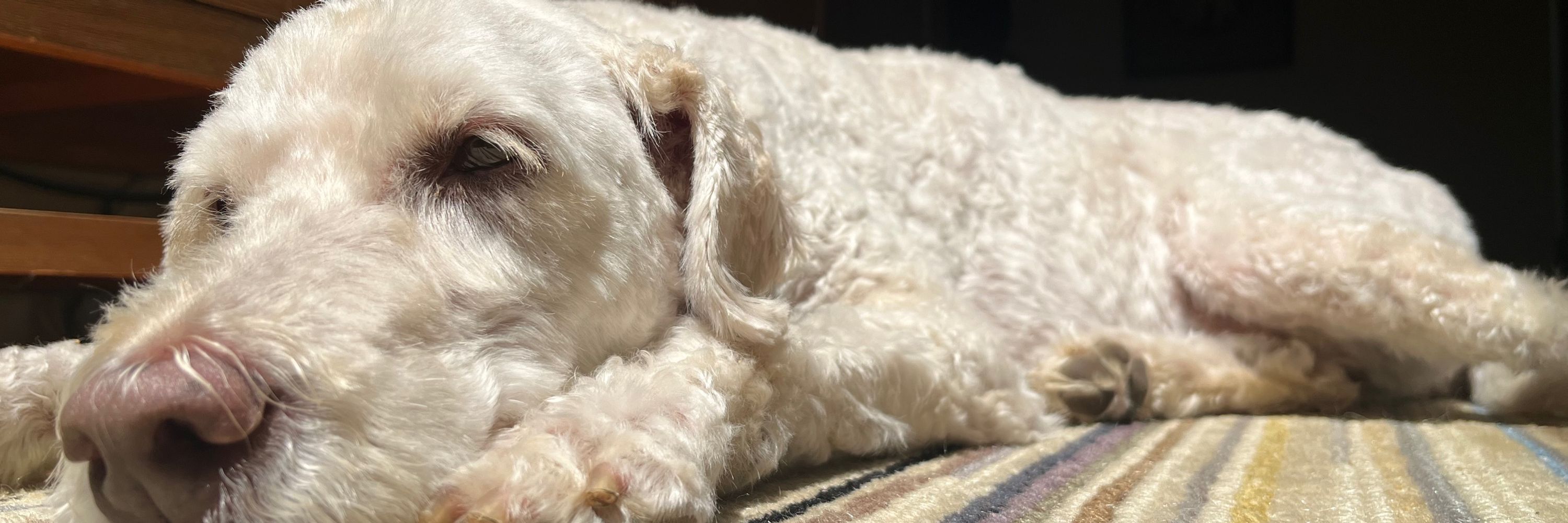 benji