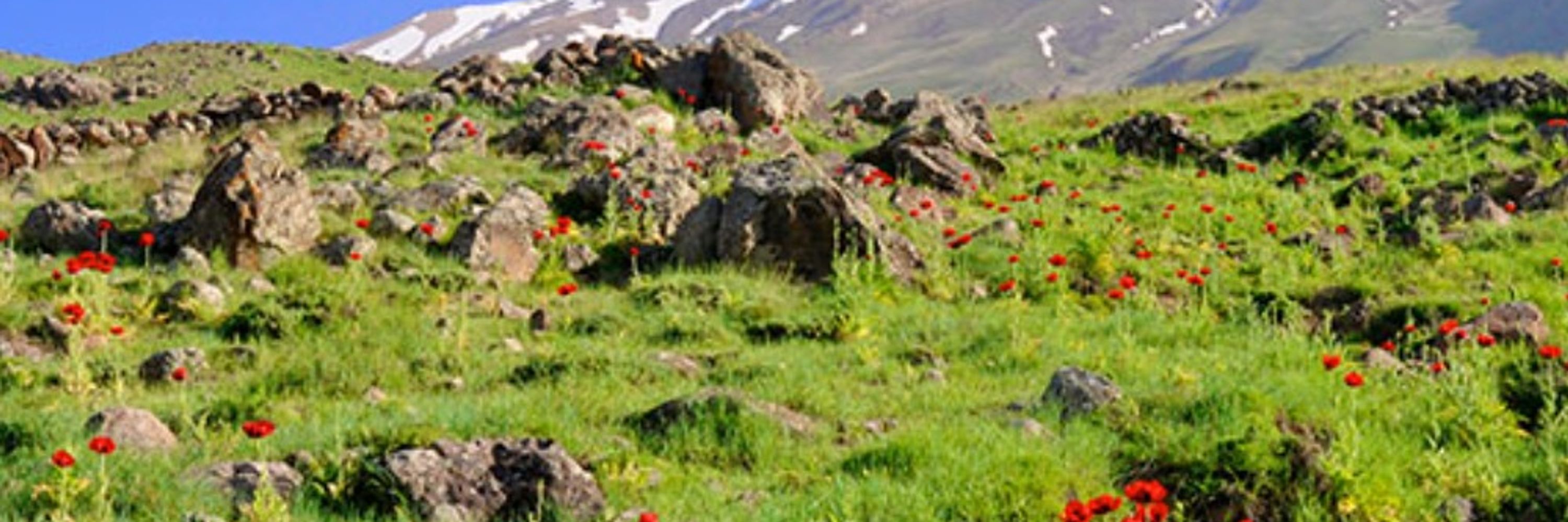Maral