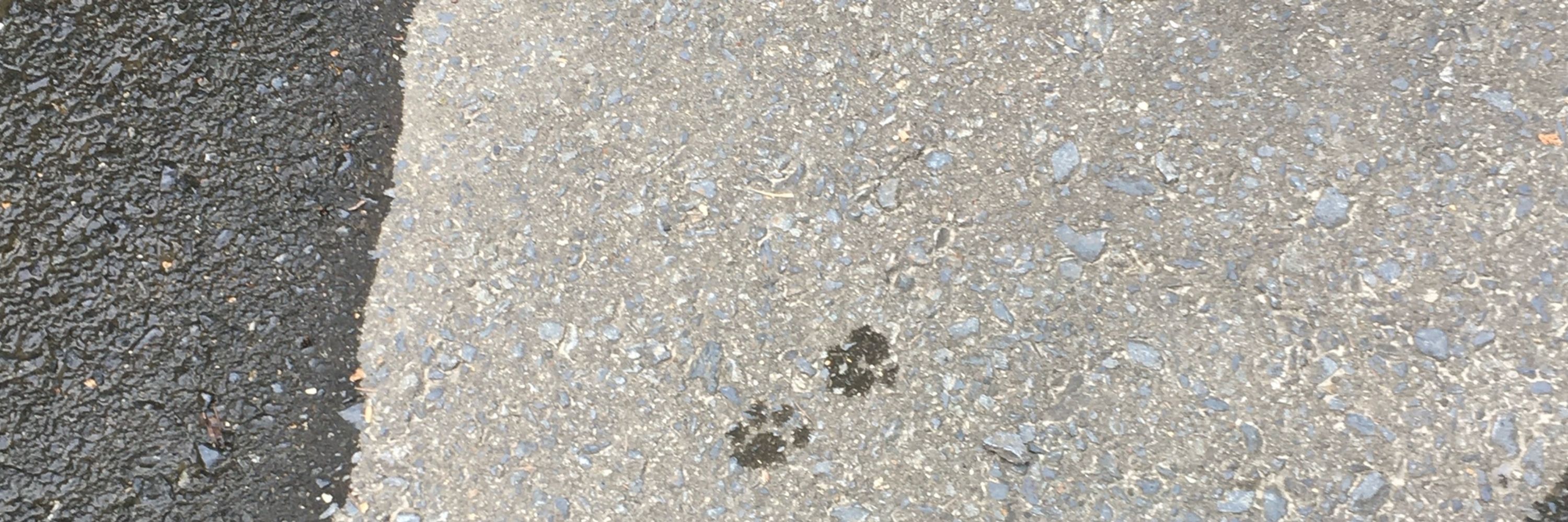たまこんにゃく