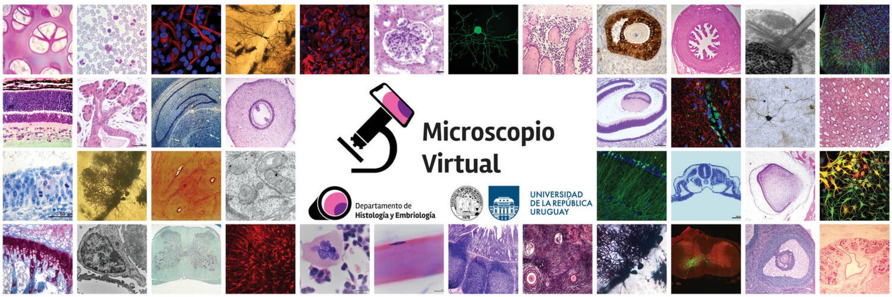 Microscopio Virtual