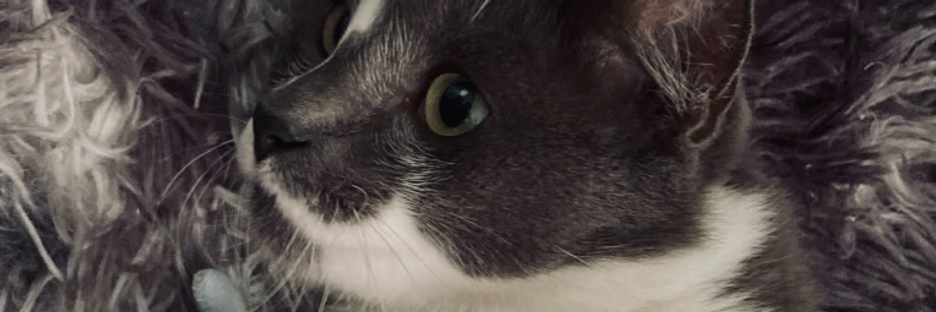 nala!¡