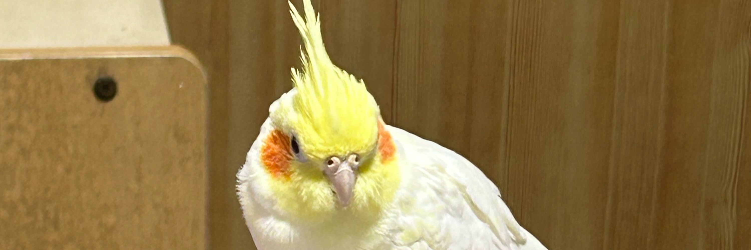 赤西モウモウ