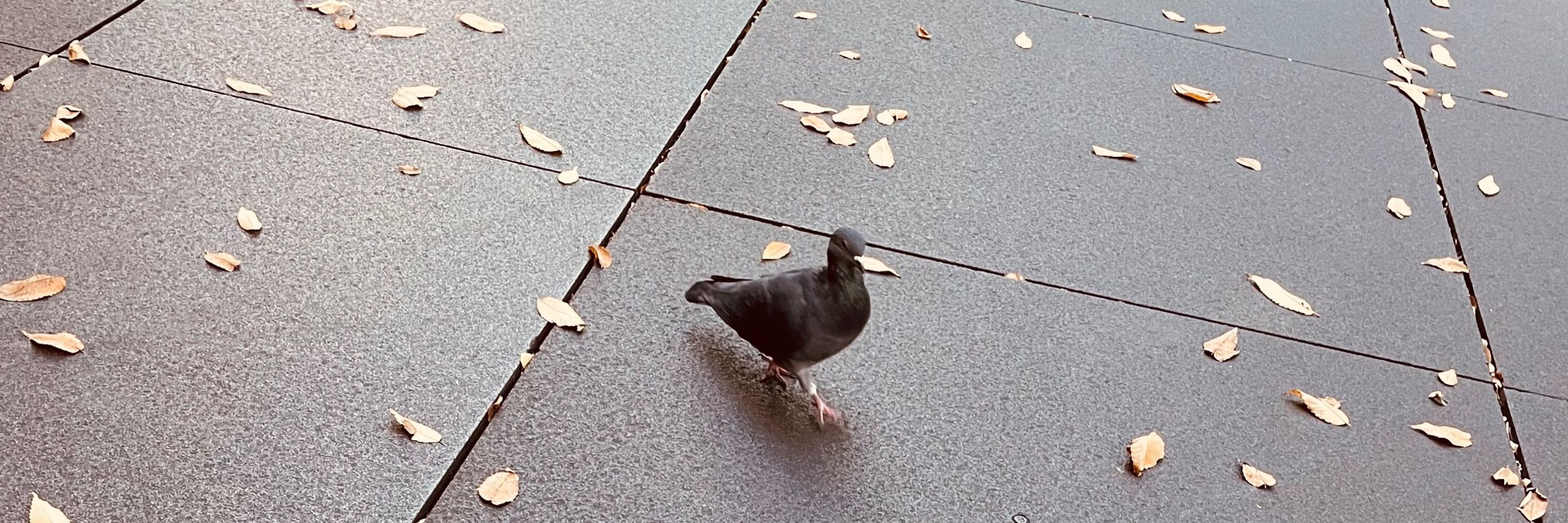 めちる