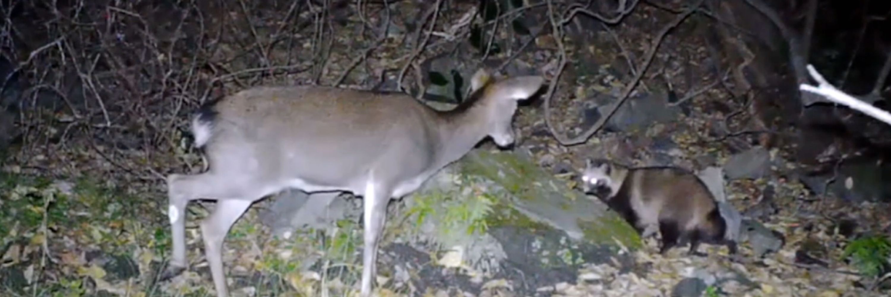 Japan Trail Cam