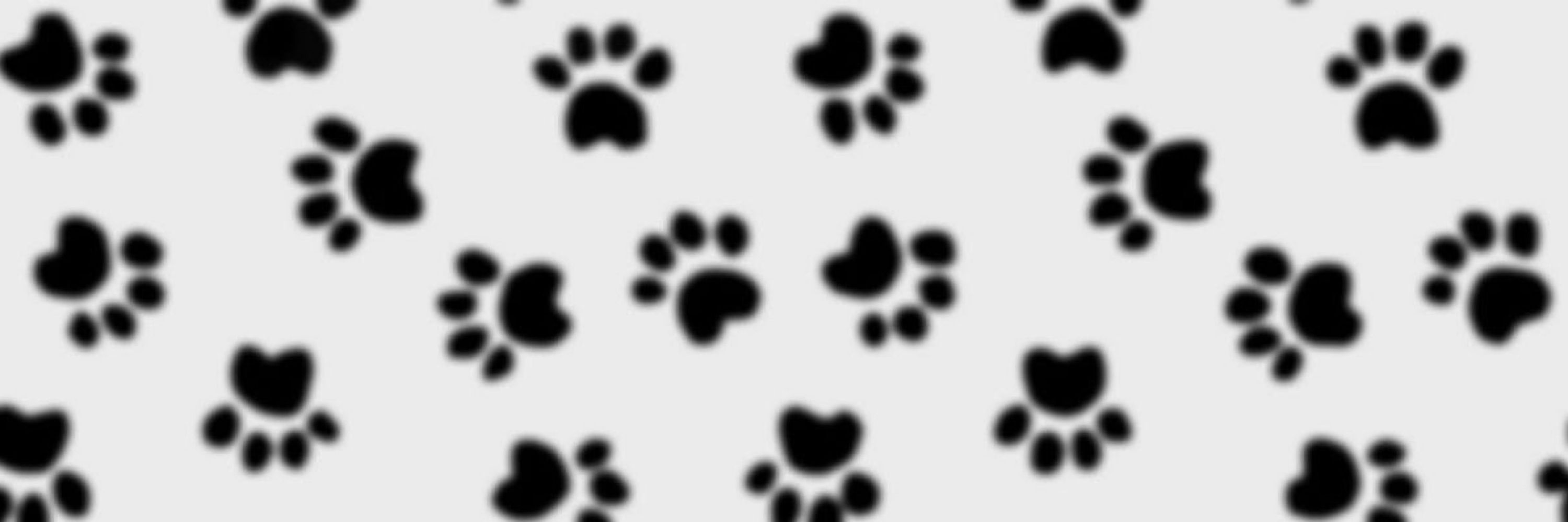 puppymoder