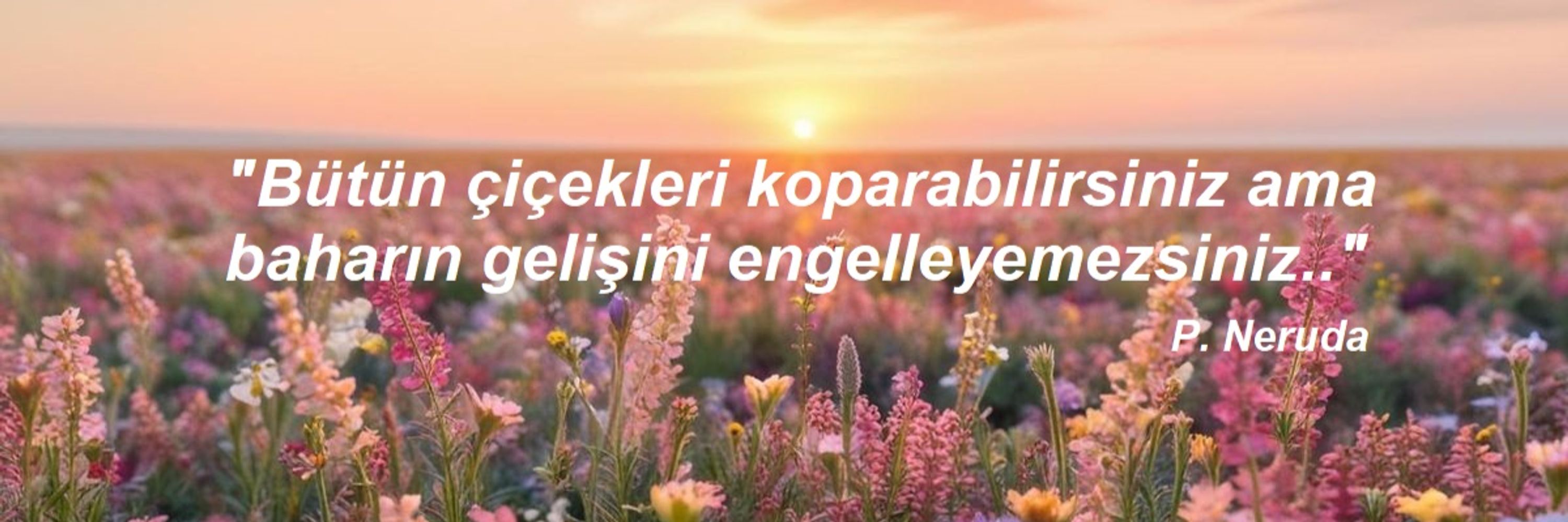 Bahadır SARI