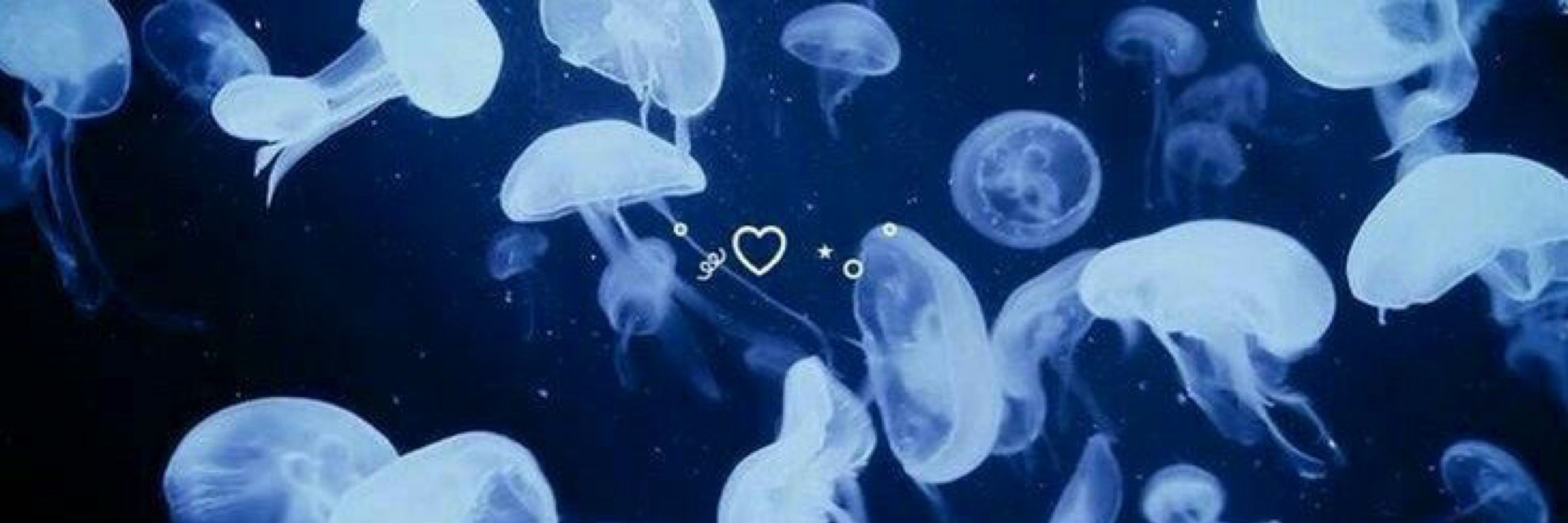 Ves!!❀
