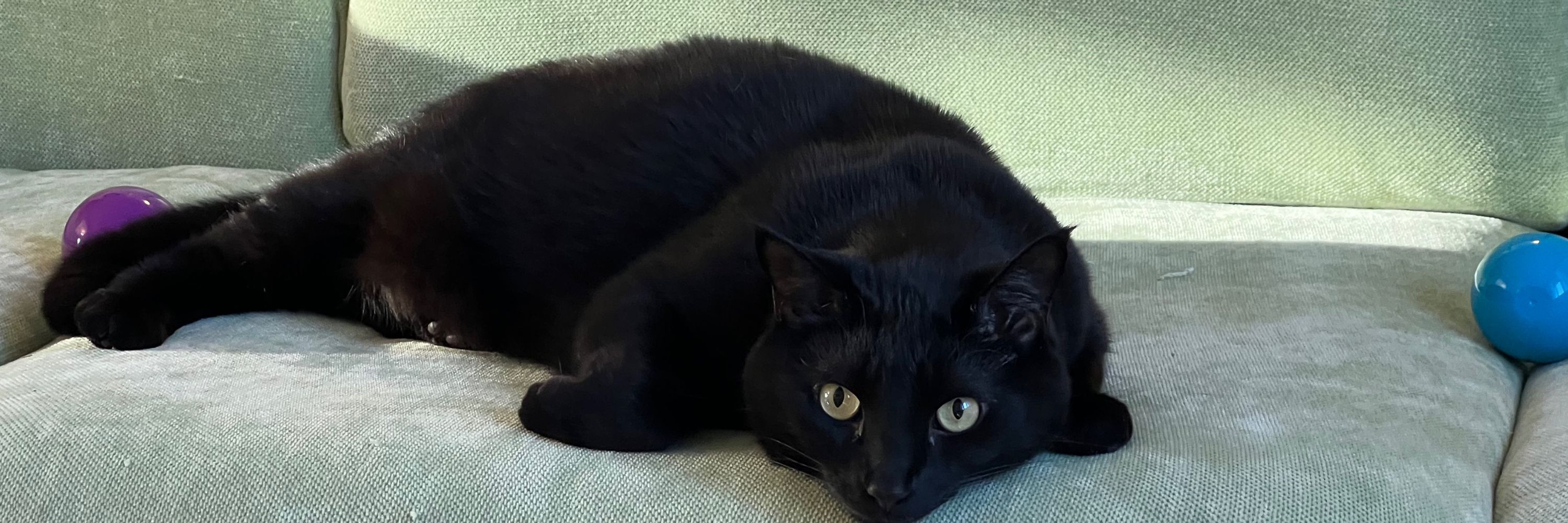 Komrade Kitty
