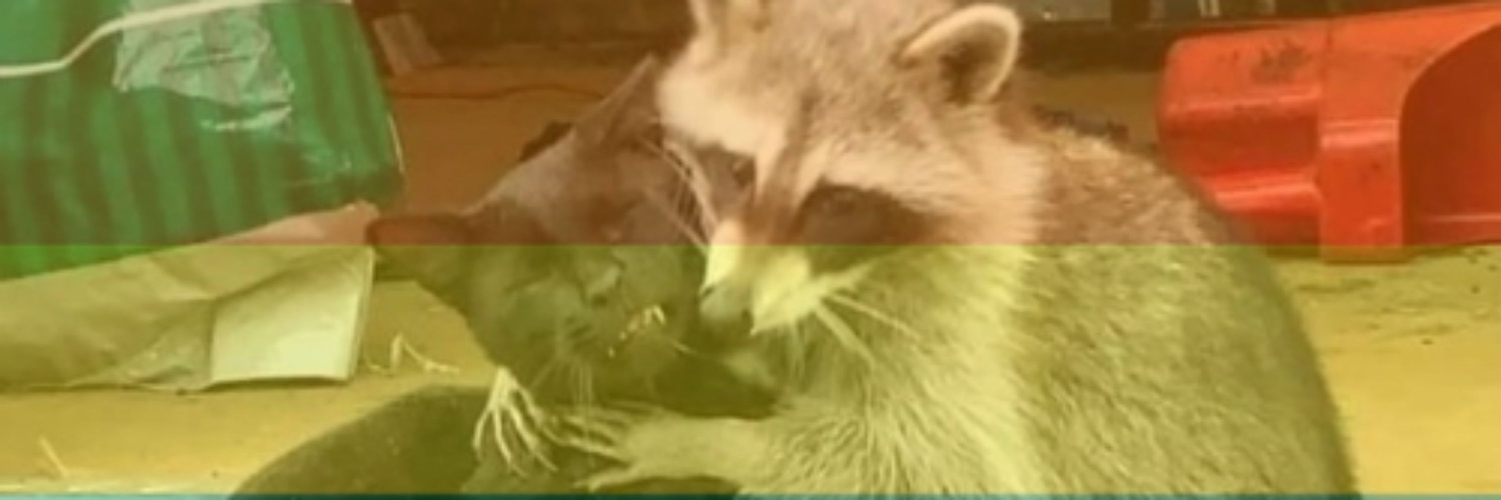Raccoon 🦝