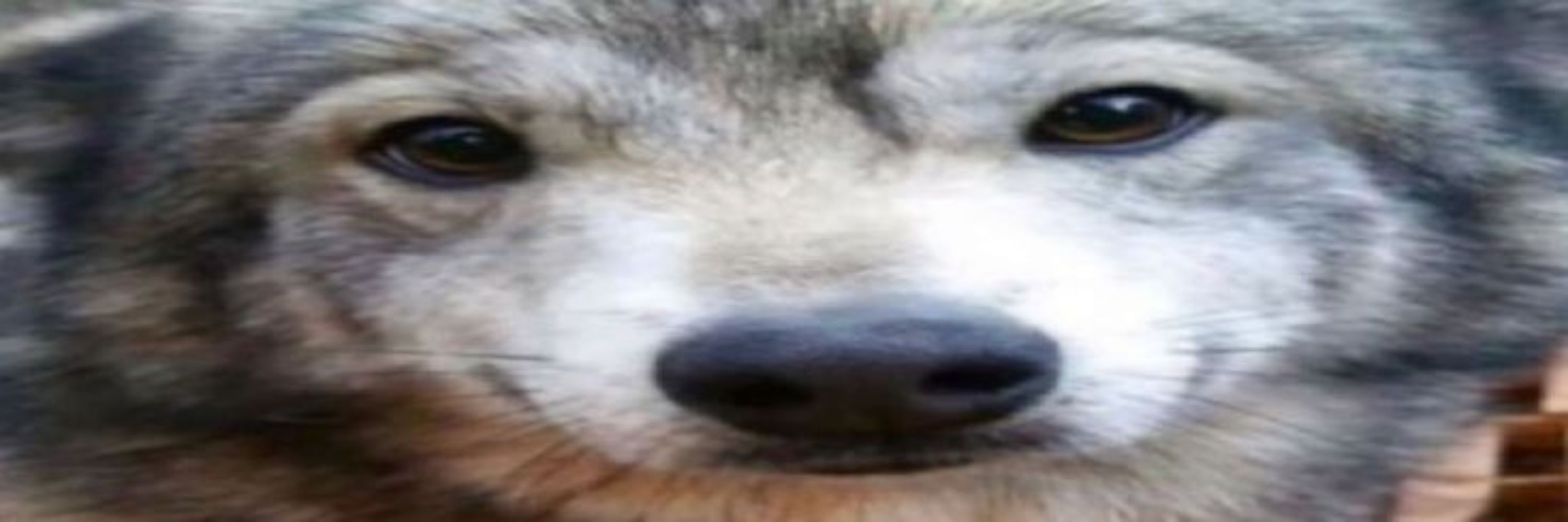 BlueWolf16