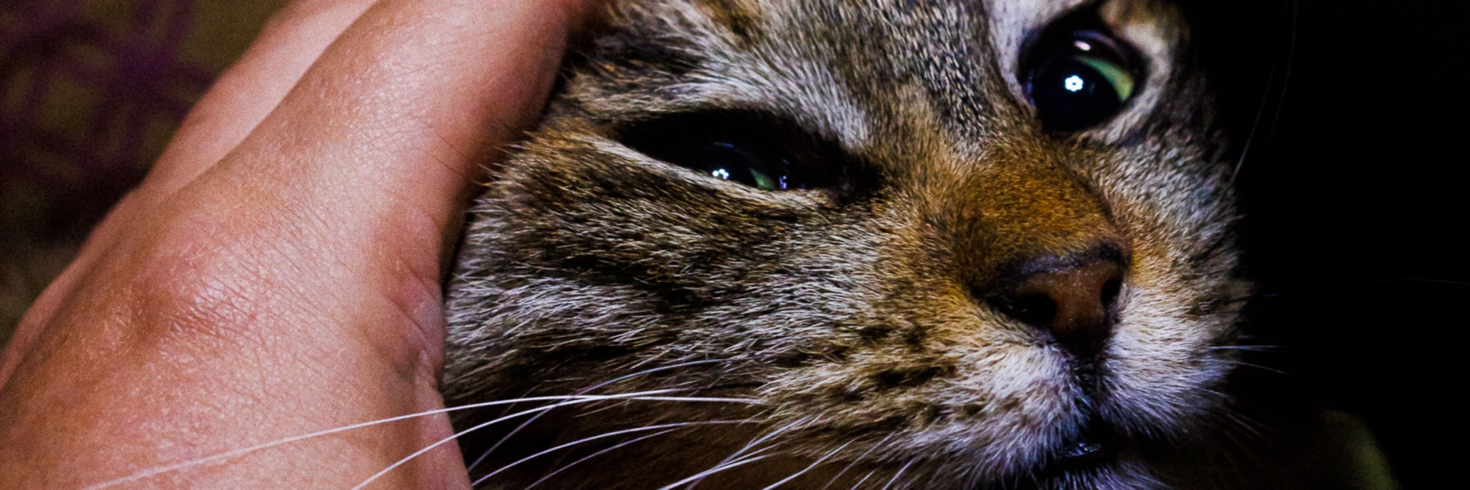 かずりん