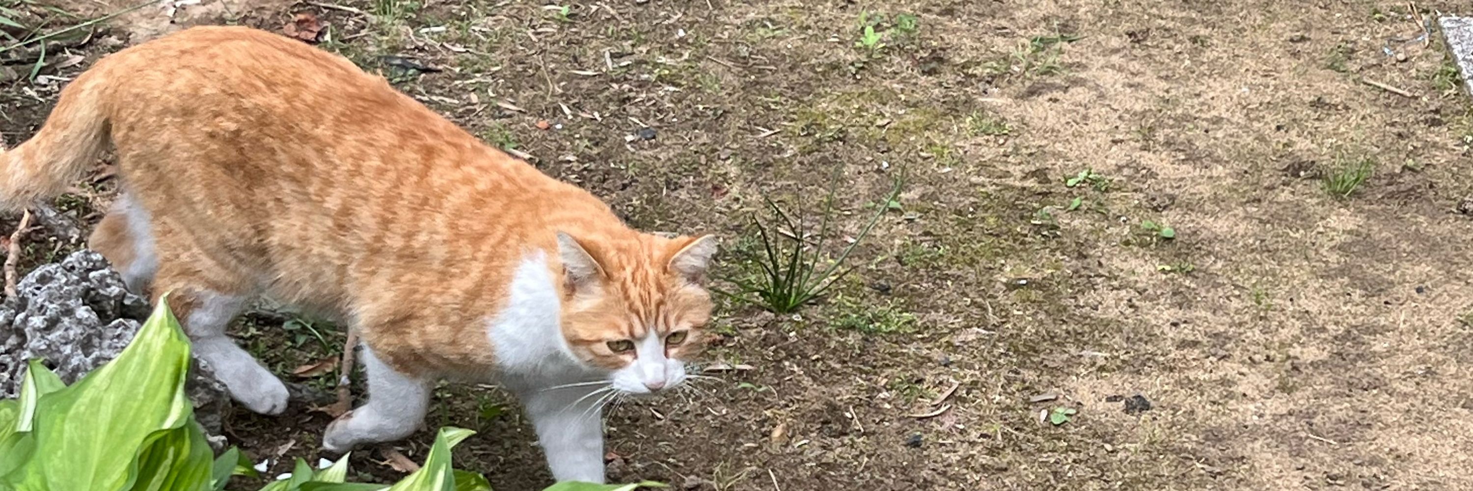 みかん🍊