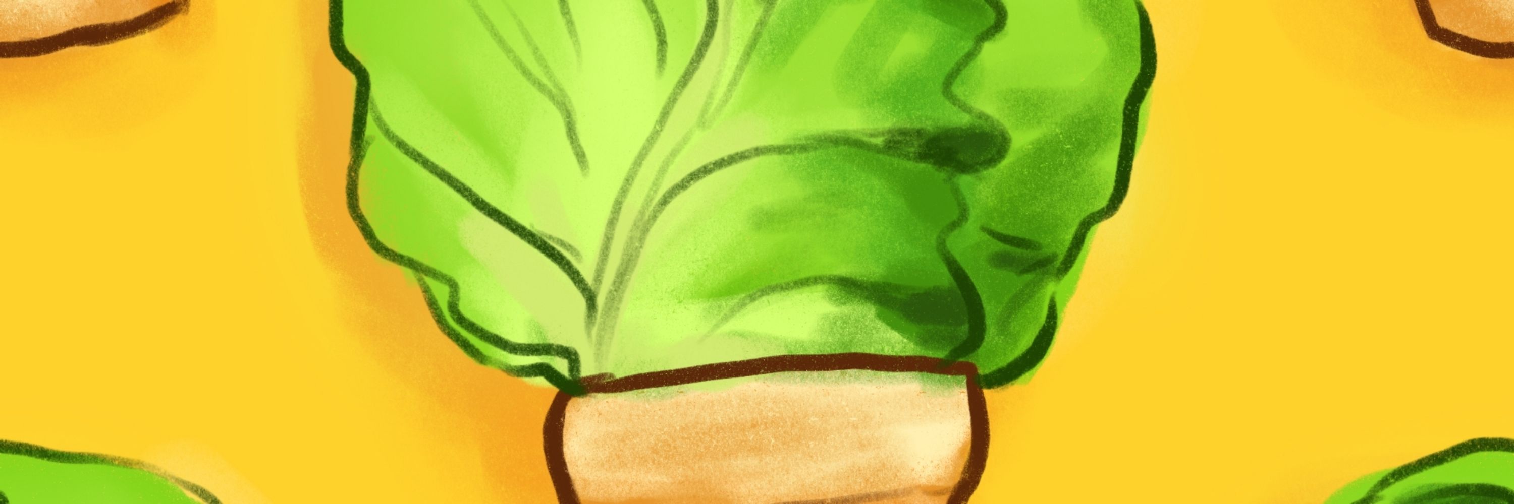 Cabbage