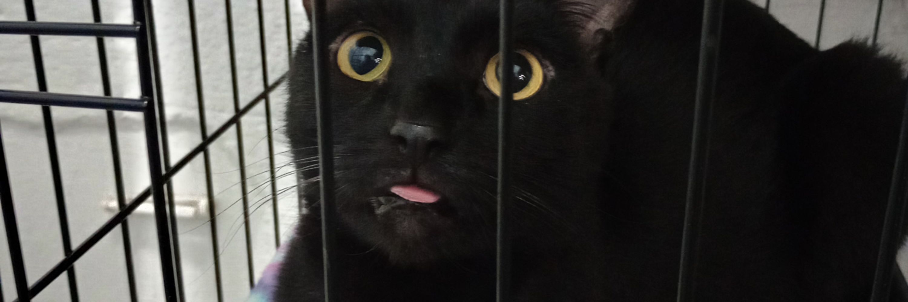 it's ok if you're just here for the cats