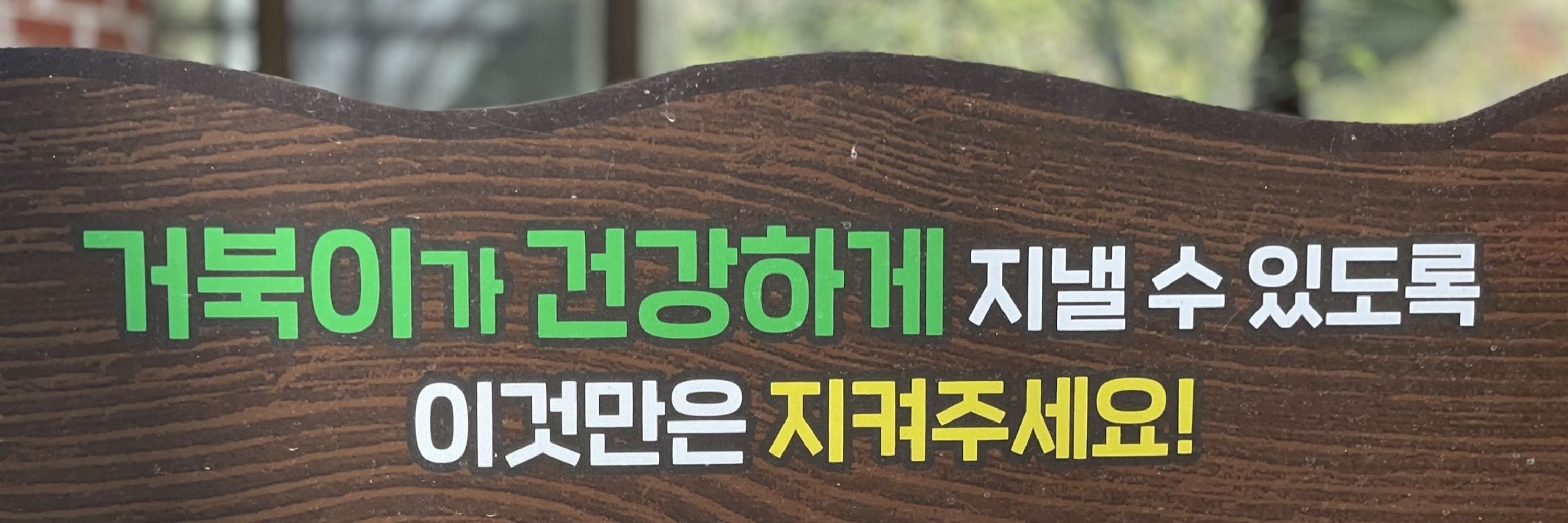 거북이