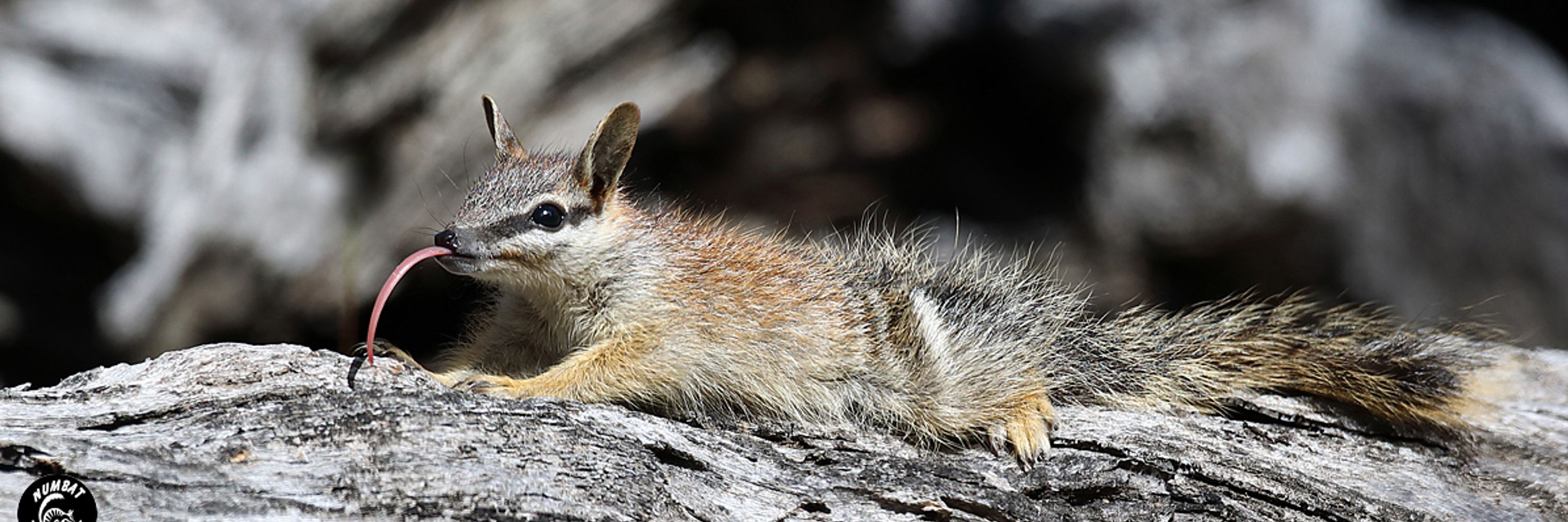 Numbat Task Force