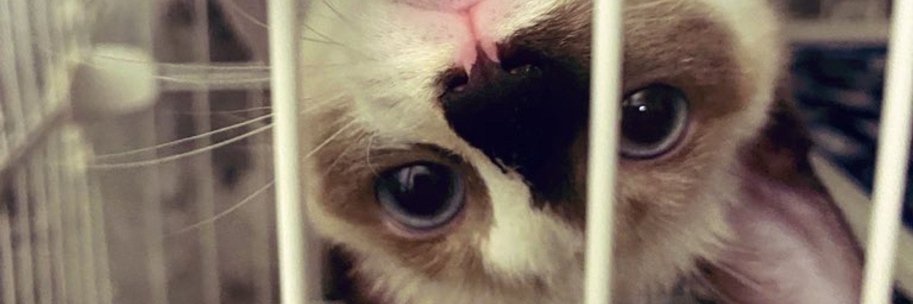 ゆず