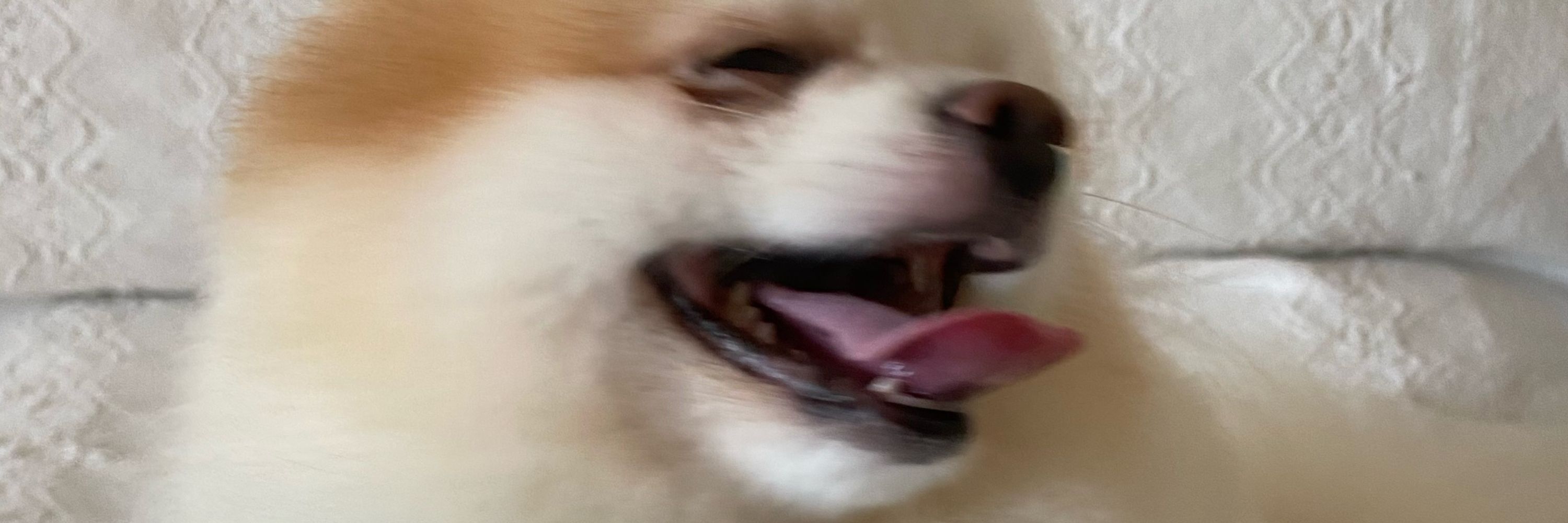 bea