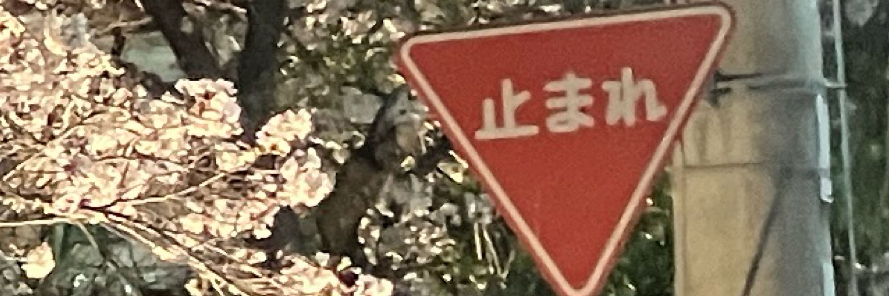stf