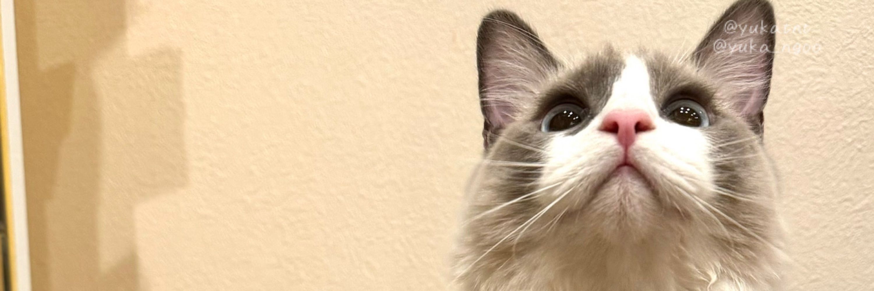 うたかた ゆらり🐈🐾♦️