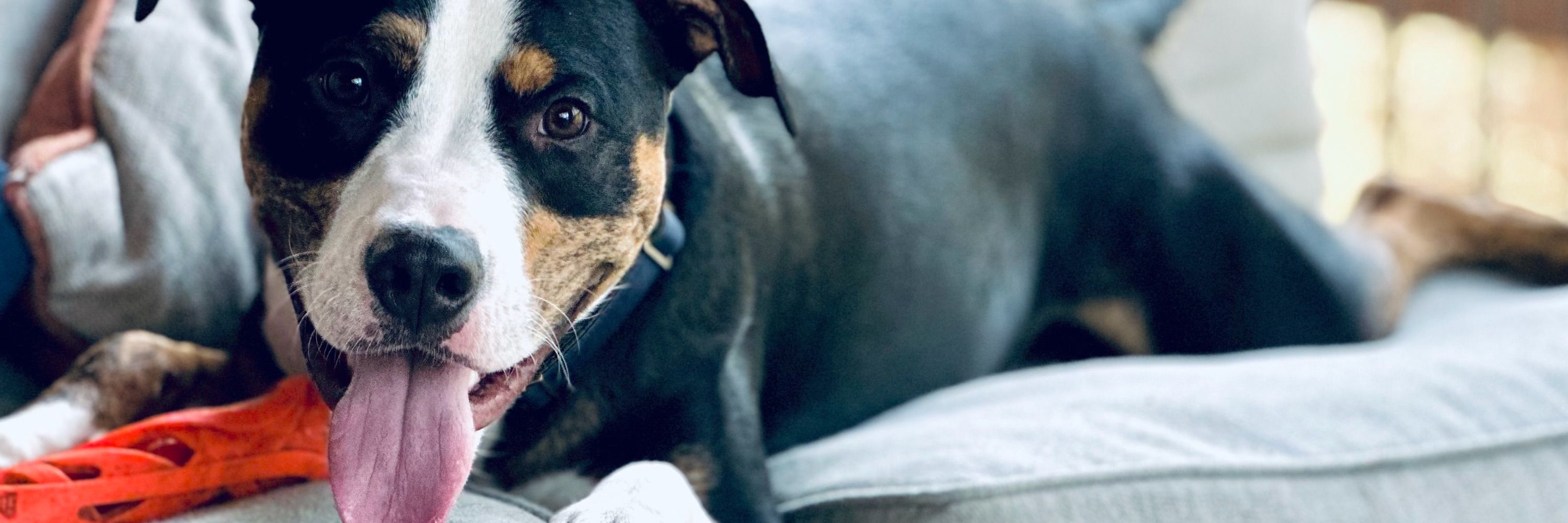 Teddy, Certified Good Boy