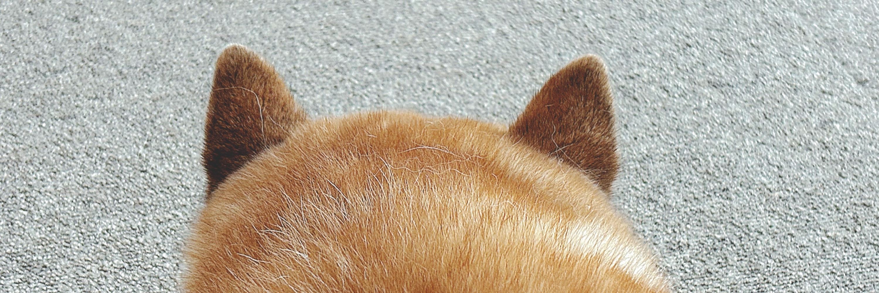 よこや
