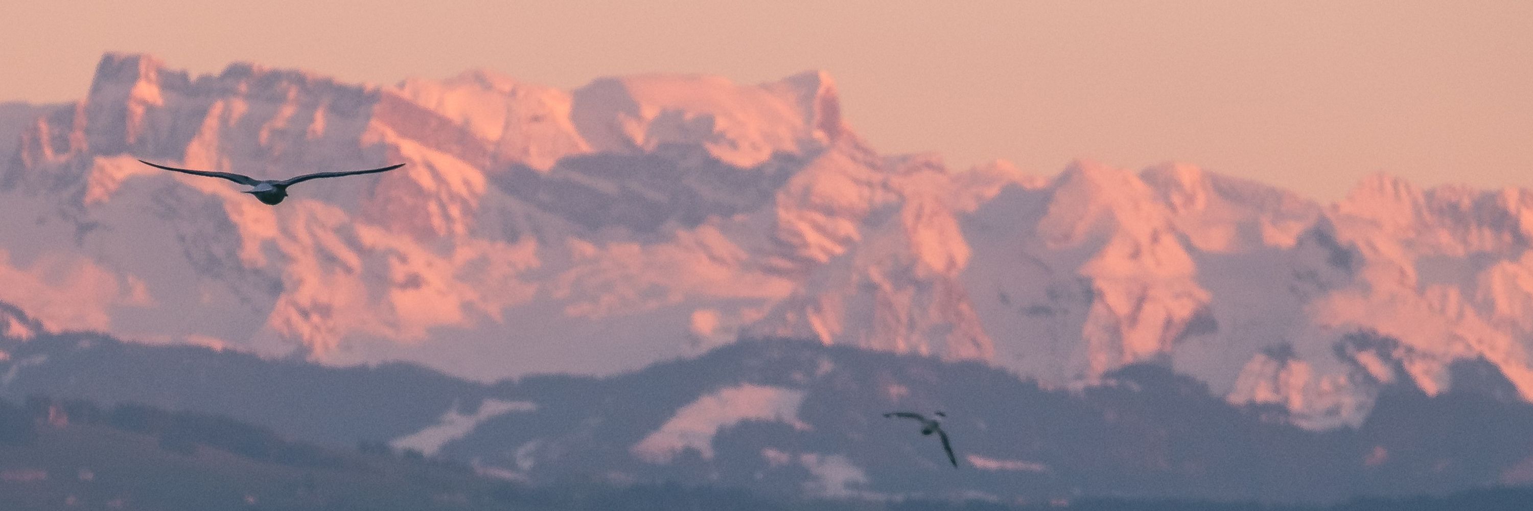 Luca Diggelmann // tiny seagulls