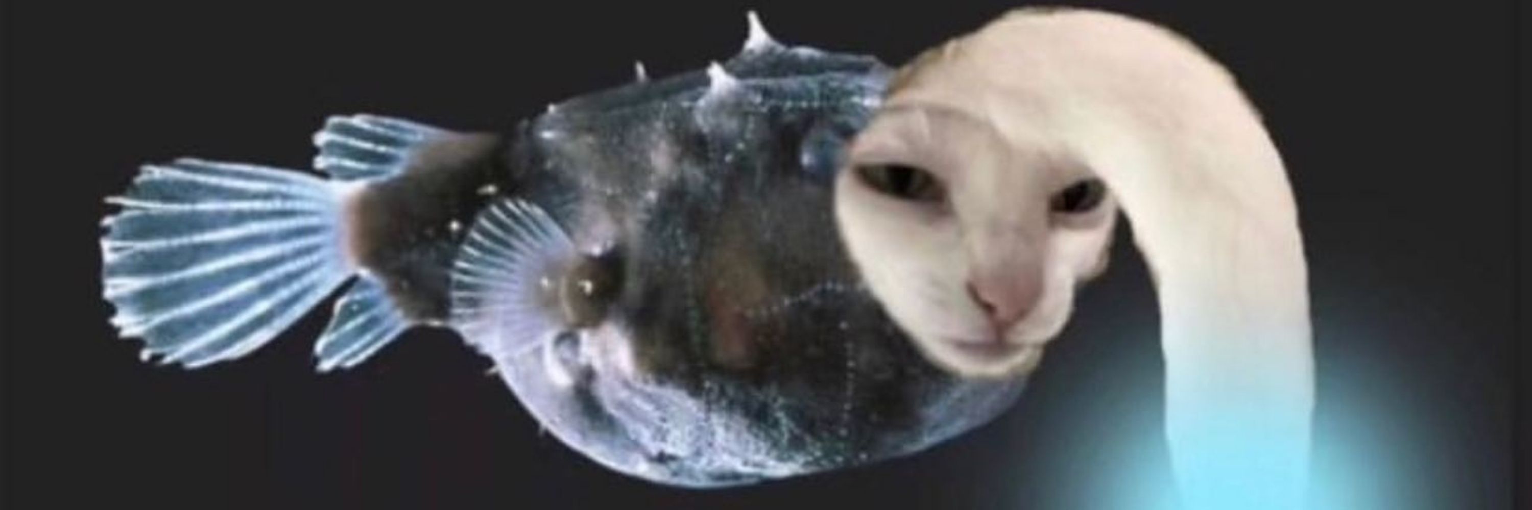 Mchelli