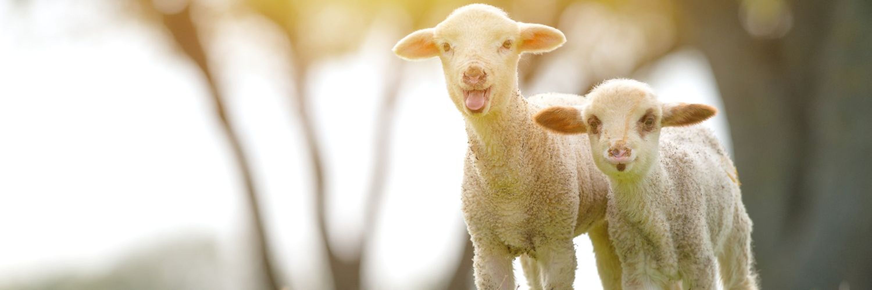 Compassion in World Farming EU