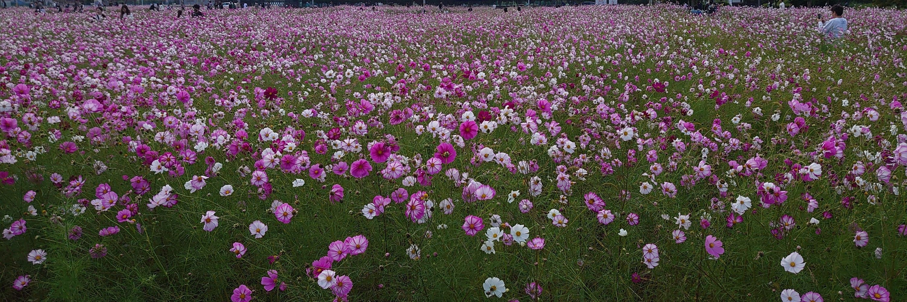 ヤスべえ