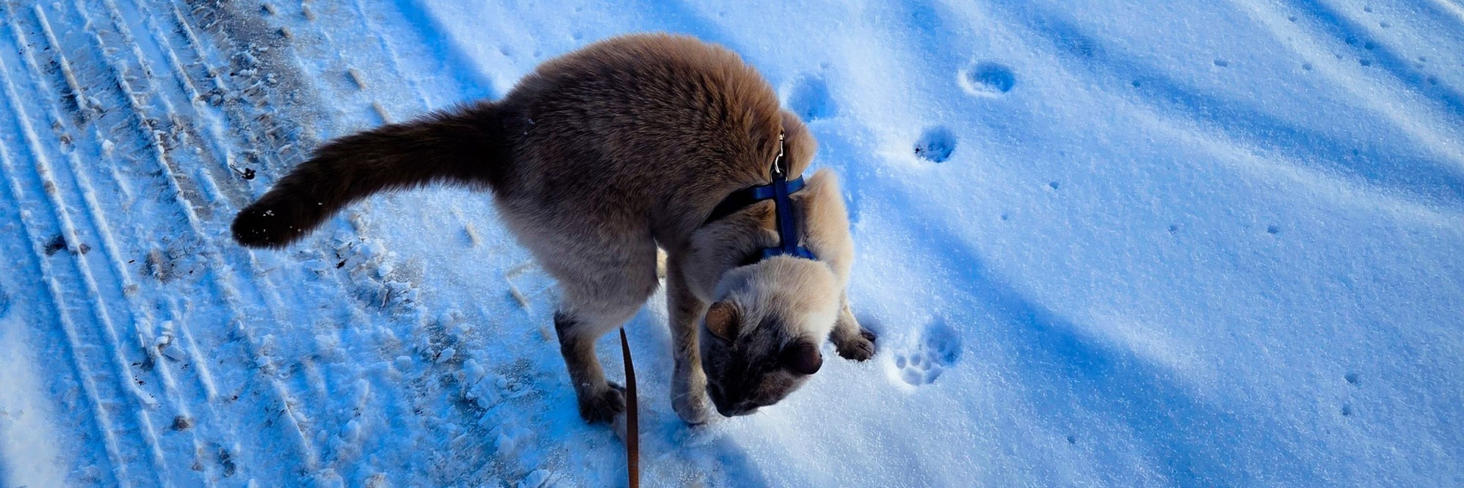 Pancakes the Siamese
