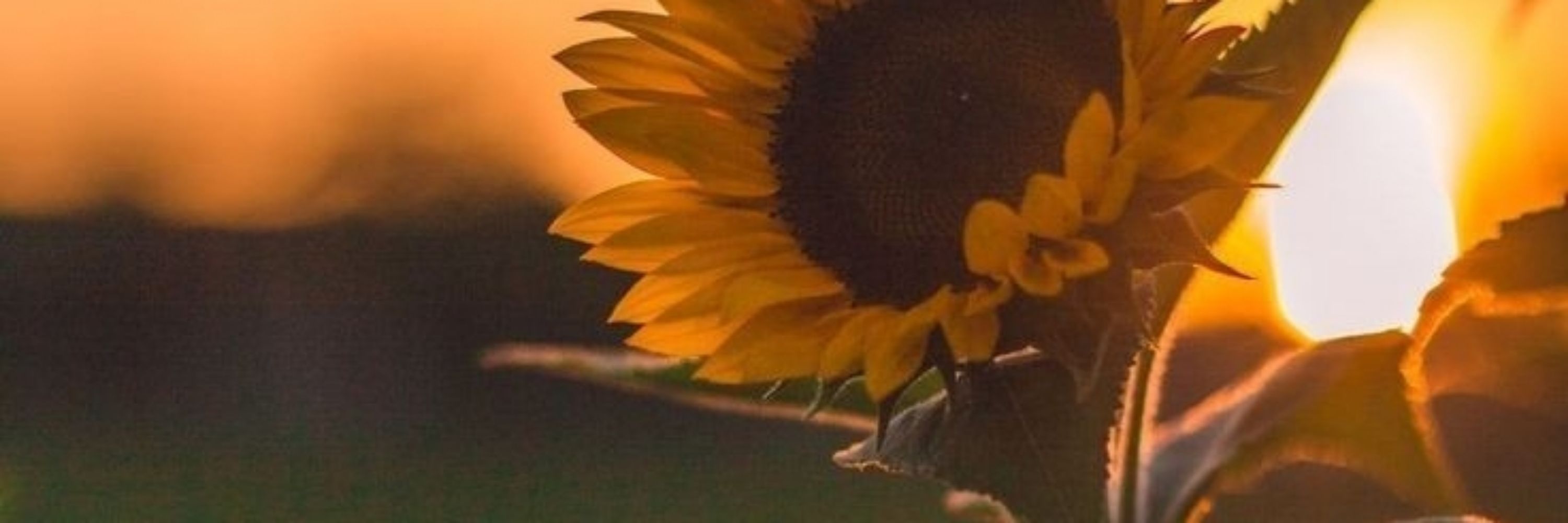 🌻Aranea🌻Peace on earth! 🇮🇱