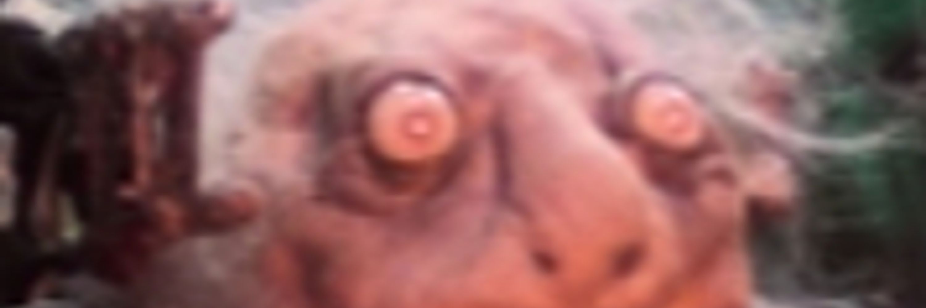 Shmilliot