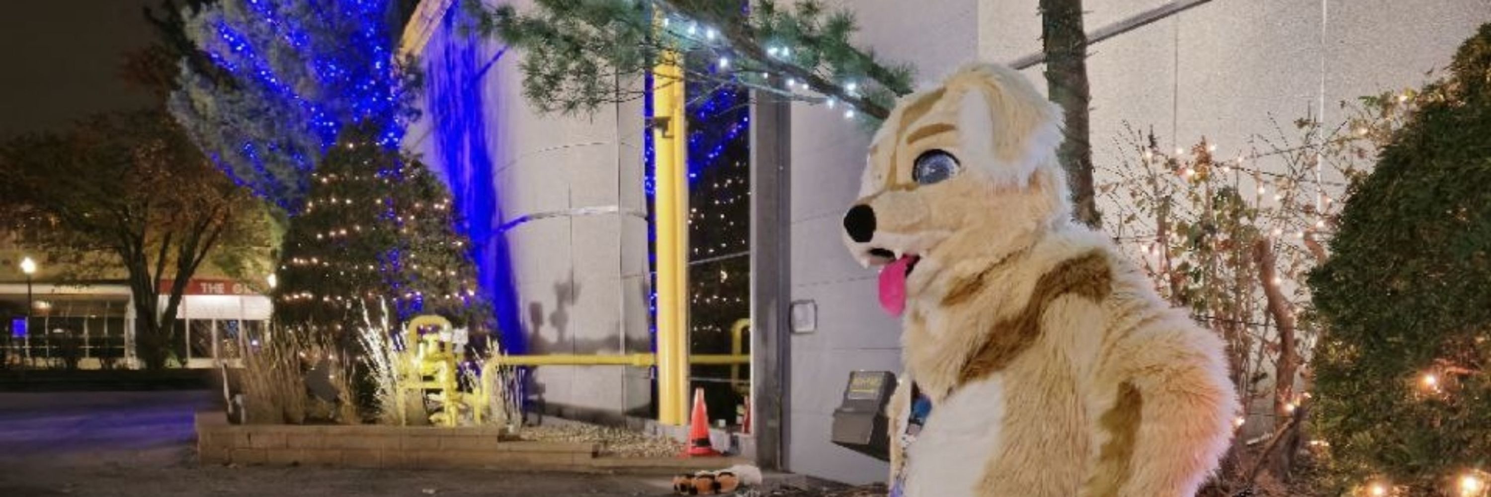 Dash the Goodboy  CFz, AC