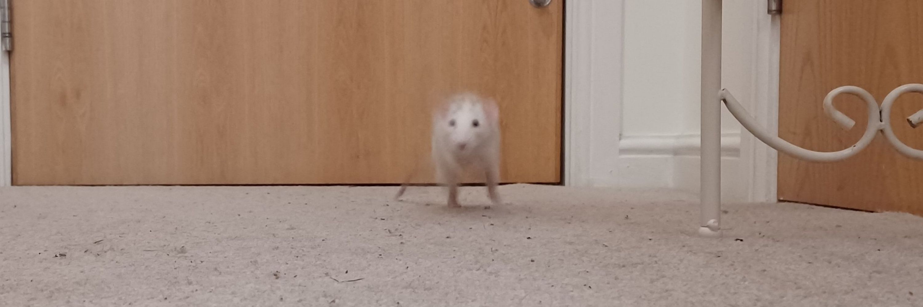 Squeak 🐭