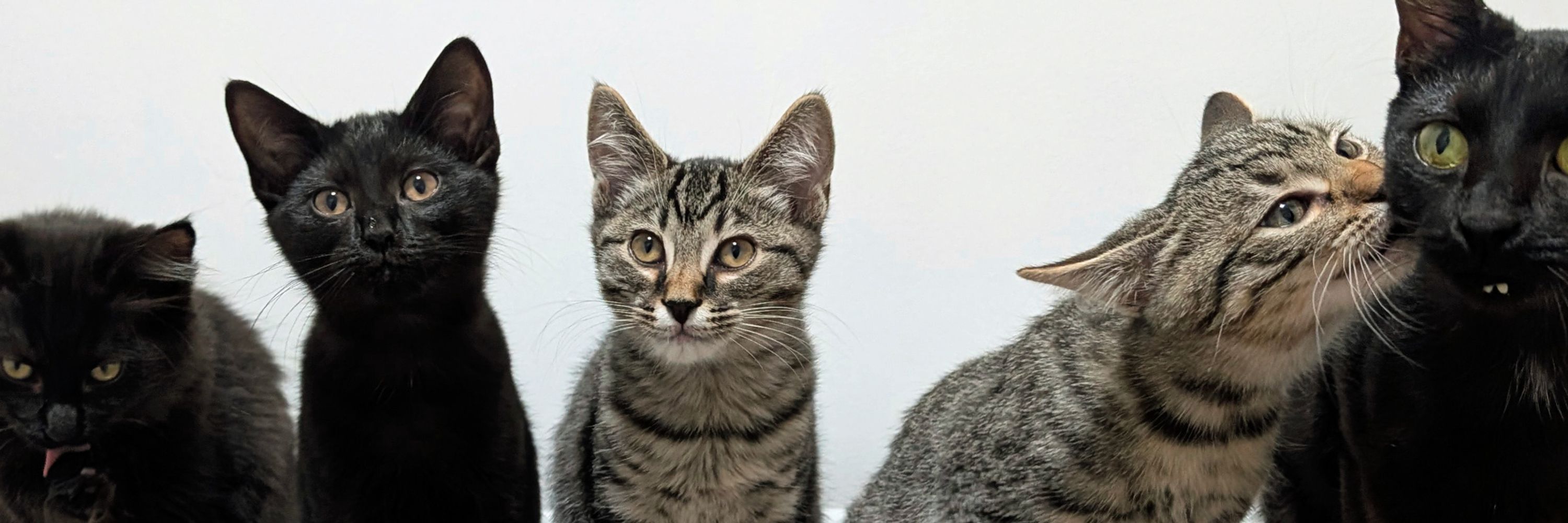 Love & Hisses