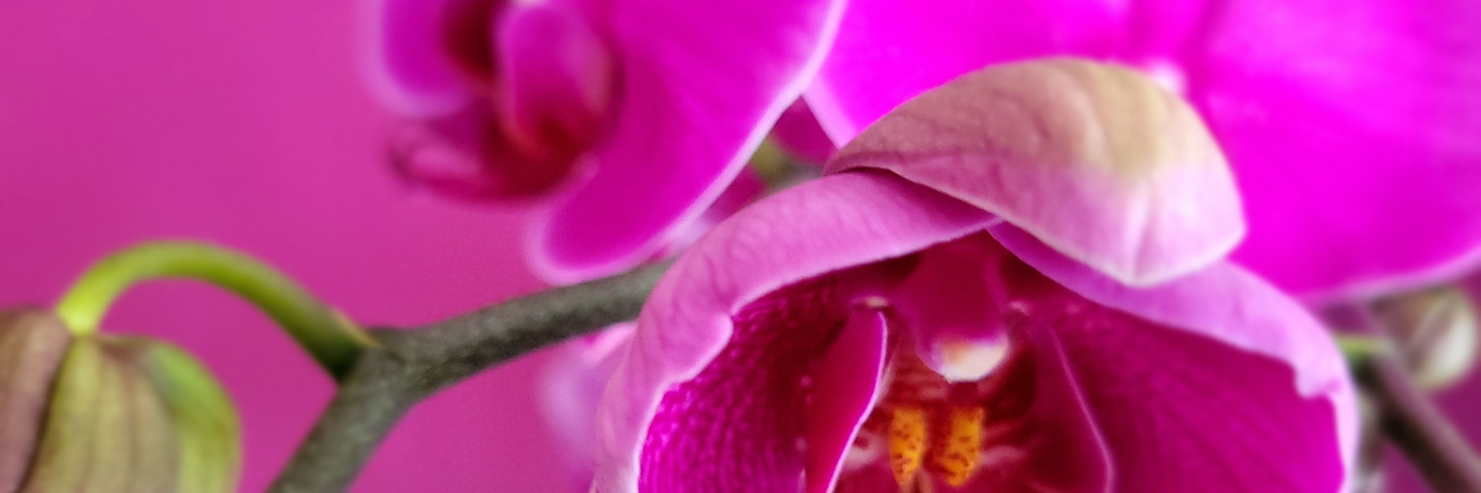 Eva Silvertant ❀