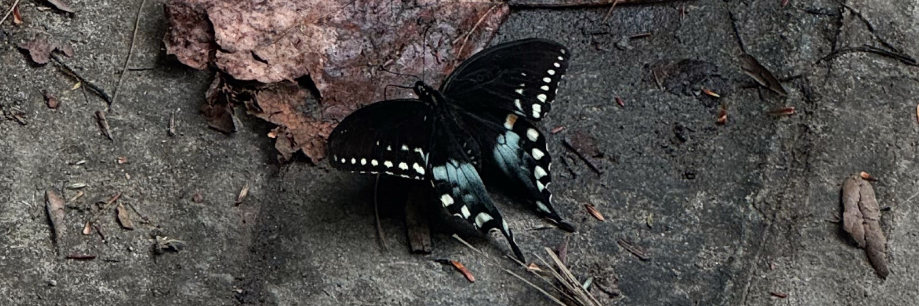 Al