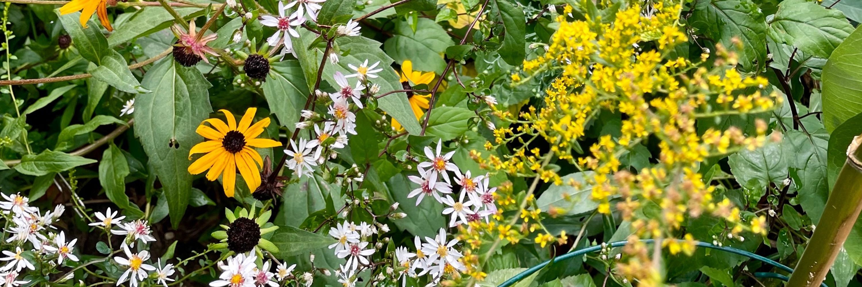 Native Gardener