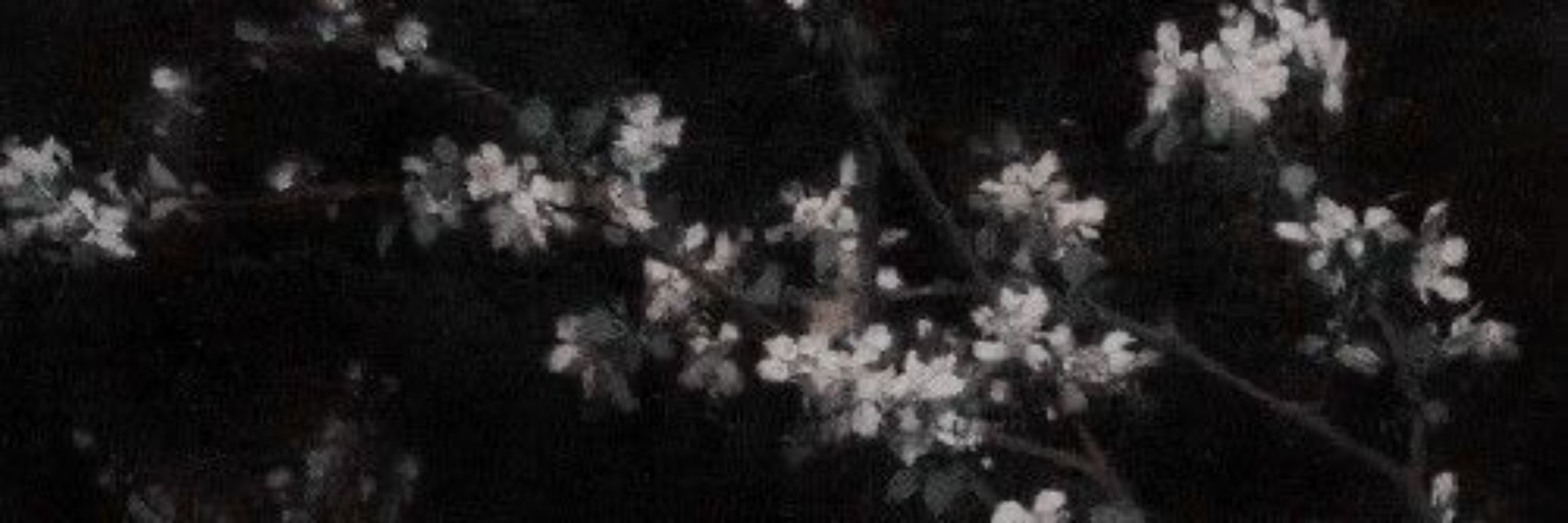 ᝰ.ᐟ𝑻𝒂𝒊𝒚𝒐̄.⁺๑