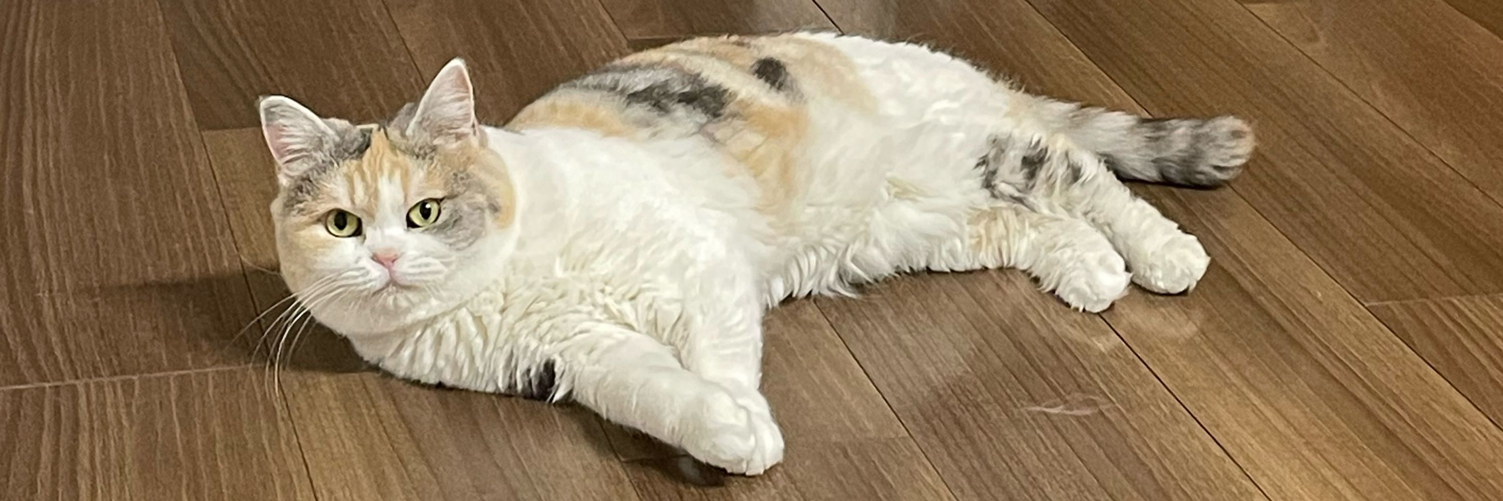 せいレラ