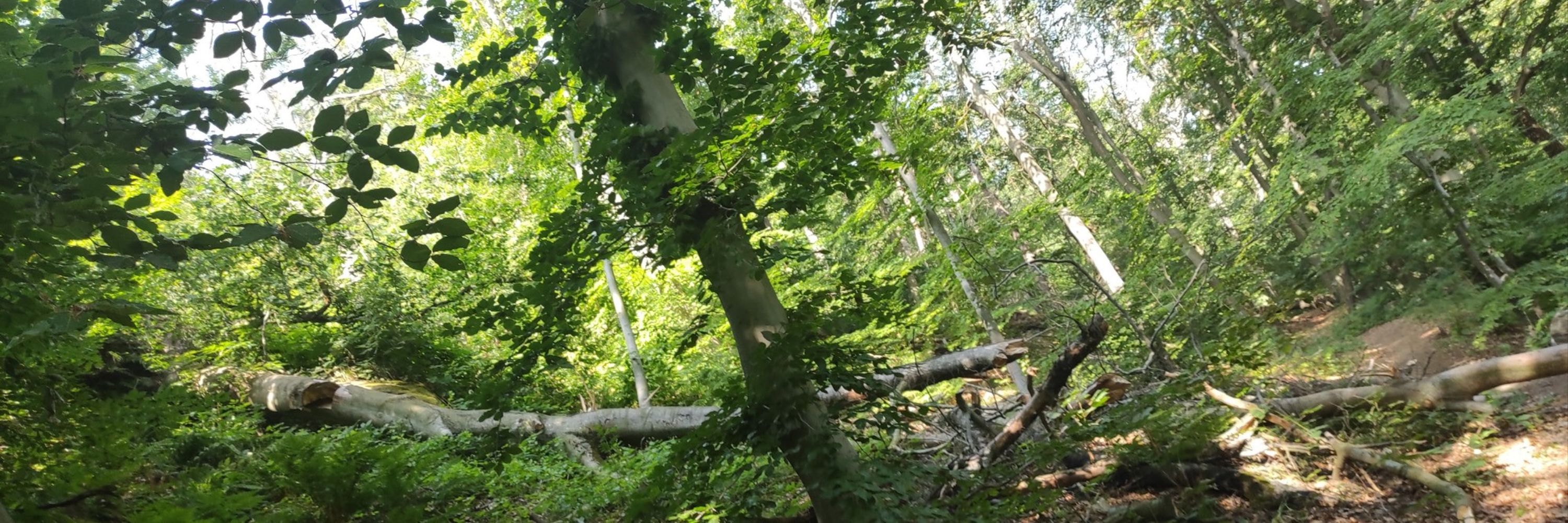 Verballhörnchen