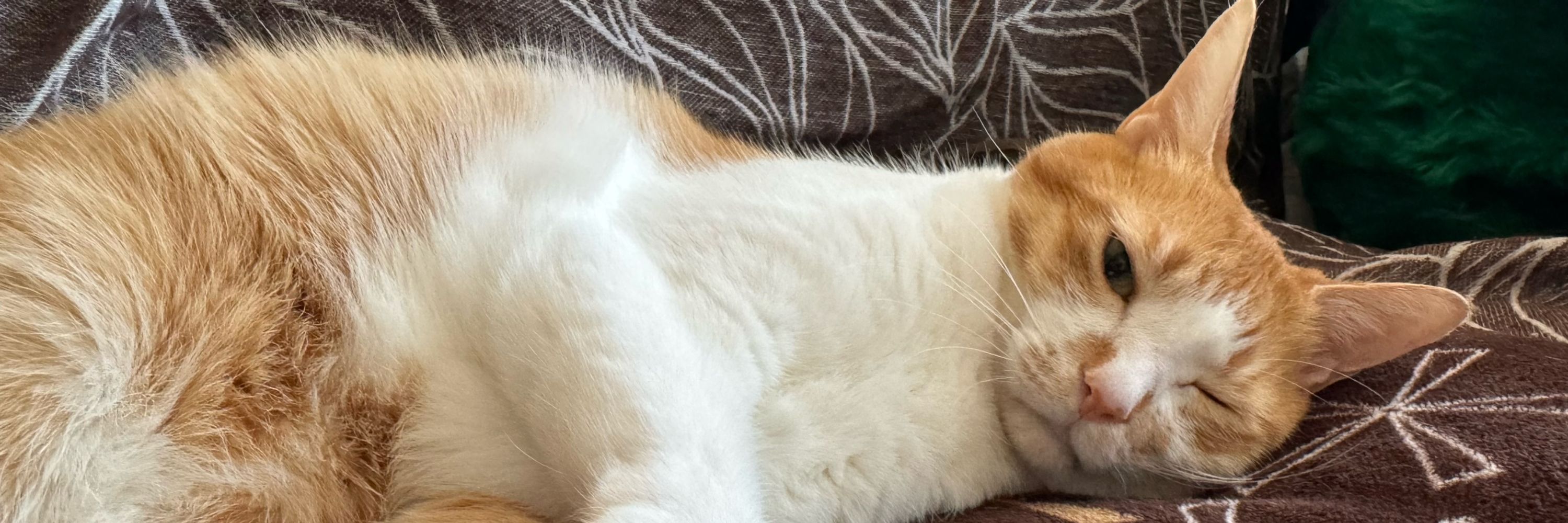 猫爺